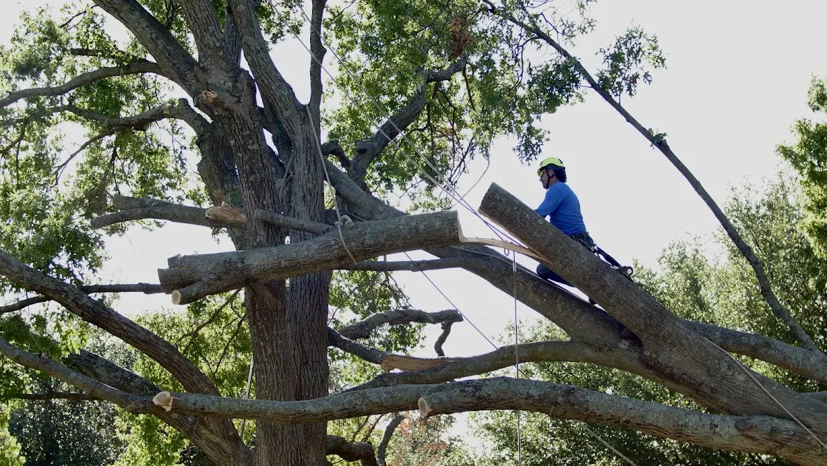 Professional Crown Thinning performed by certified arborists in South Weymouth