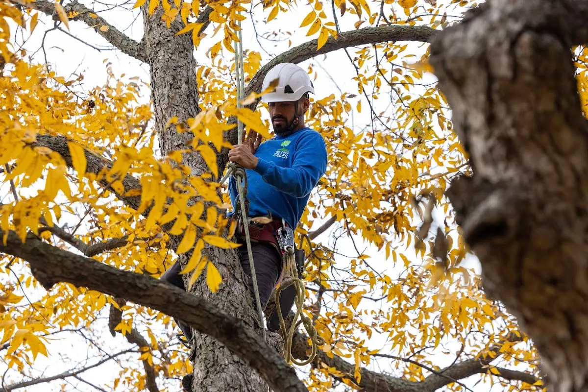 Skilled Dead Tree Removal crew working in South Weymouth